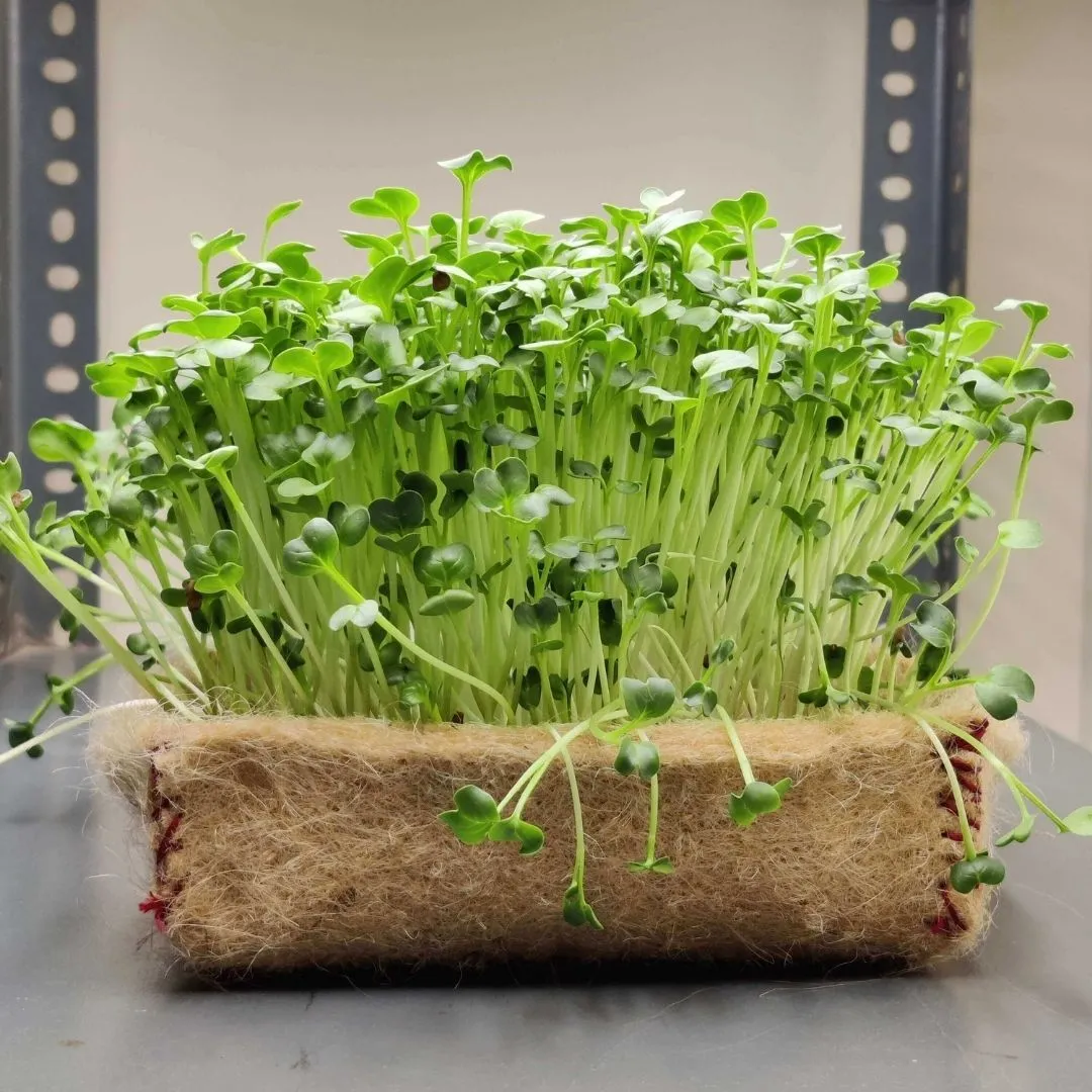 Sustainable Festive Gift Hamper with Microgreens Kit